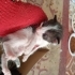 Denizli'de yavru kedi ilanı (2 aylık olunca sahiplerine verilecektir) fotoğraf