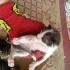 Denizli'de yavru kedi ilanı (2 aylık olunca sahiplerine verilecektir) fotoğraf