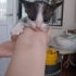 Denizli'de yavru kedi ilanı fotoğraf