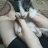 Denizli'de yavru kedi ilanı fotoğraf