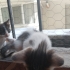 Denizli'de yavru kedi ilanı fotoğraf
