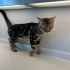 Maine Coon ve Bengal Melezi Genç Kedi Yuva Arıyor fotoğraf