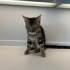 Maine Coon ve Bengal Melezi Genç Kedi Yuva Arıyor fotoğraf