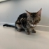 Maine Coon ve Bengal Melezi Genç Kedi Yuva Arıyor fotoğraf
