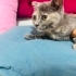 ÜCRETSİZ 2 aylık ömürlük yuva arıyor fotoğraf