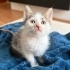 İnsancıl, oyuncu, gurul gurul bebek fotoğraf