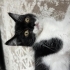 Annesi cins yavru kedi fotoğraf