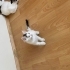 3 kardeşten biri olan Oreo için yuva arıyoruz fotoğraf