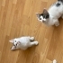 3 kardeşten biri olan Oreo için yuva arıyoruz fotoğraf