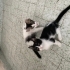 3 kardeşten biri olan Panda için yuva arıyoruz fotoğraf