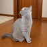 BRİTİSH SORTHAİR..!! KISIR..!! fotoğraf