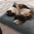 Calico güzel kız fotoğraf