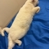 Marla yuva arıyor fotoğraf