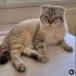 Mavi yuva arıyor fotoğraf