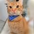 Simba yuva arıyor fotoğraf