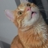 Simba yuva arıyor fotoğraf