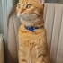 Simba yuva arıyor fotoğraf