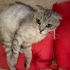 ACİİLL..!! SAHİBİ TERK ETTİ..!! SCOTTISH FOLD..!! fotoğraf