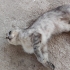ACİİLL..!! SAHİBİ TERK ETTİ..!! SCOTTISH FOLD..!! fotoğraf