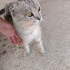 ACİİLL..!! SAHİBİ TERK ETTİ..!! SCOTTISH FOLD..!! fotoğraf