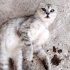 ACİİLL..!! SAHİBİ TERK ETTİ..!! SCOTTISH FOLD..!! fotoğraf