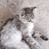 ACİİLL..!! SAHİBİ TERK ETTİ..!! SCOTTISH FOLD..!! fotoğraf
