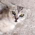 ACİİLL..!! SAHİBİ TERK ETTİ..!! SCOTTISH FOLD..!! fotoğraf