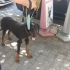 Ücretsiz sahiplenme doberman fotoğraf