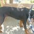 Ücretsiz sahiplenme doberman fotoğraf