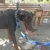 Ücretsiz sahiplenme doberman fotoğraf