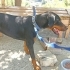 Ücretsiz sahiplenme doberman fotoğraf