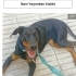 Ücretsiz sahiplenme doberman fotoğraf