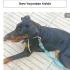 Ücretsiz sahiplenme doberman fotoğraf