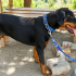 Ücretsiz sahiplenme doberman fotoğraf