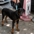 Ücretsiz sahiplenme doberman fotoğraf