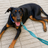Ücretsiz sahiplenme doberman fotoğraf