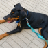 Ücretsiz sahiplenme doberman fotoğraf