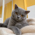 Ücretsiz sahiplenme British kedi fotoğraf