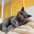 Ücretsiz sahiplenme British kedi fotoğraf