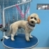2 yaşında Maltipoo oğlumuza yuva fotoğraf