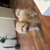2 yaşında Maltipoo oğlumuza yuva fotoğraf