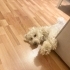 2 yaşında Maltipoo oğlumuza yuva fotoğraf