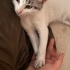 3 aylık erkek kedi acil sahiplendirme fotoğraf
