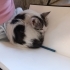 3 aylık erkek kedi acil sahiplendirme fotoğraf