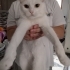 Angora Kedisi 1 Yaşında Dişi fotoğraf