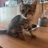 SOKAĞA ATILAN YAVRU fotoğraf