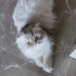 Kedimize yeni yuva arıyoruz fotoğraf