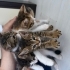 3 dişi 1 erkek yavrularımıza sıcak yuva arıyoruz fotoğraf
