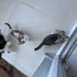 3 dişi 1 erkek yavrularımıza sıcak yuva arıyoruz fotoğraf