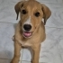 Çok zeki ve sevgi dolu bir dost 💖🌸 fotoğraf
